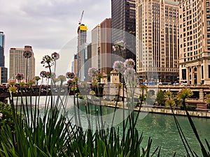 Chive blossoms in the foreground of the Chicago Loop cityscape and Michigan Avenue.