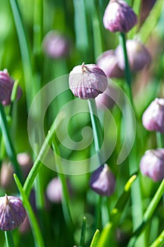 Chive blossoms in the garden