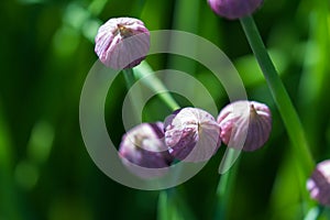 Chive blossoms in the garden