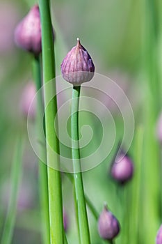 Chive blossoms in the garden