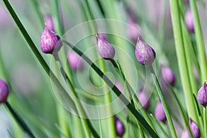 Chive blossoms in the garden