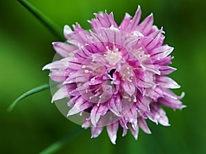 Chive flower