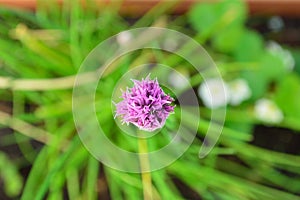 Chive with flower