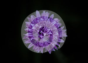 Chive Flower on Black Background