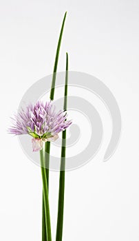 Chive Flower with Stems photo