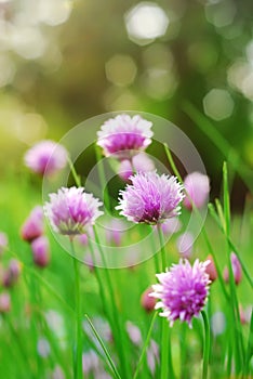Chive Flowers photo