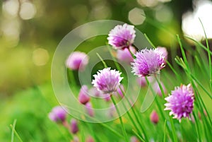 Chive Flowers photo