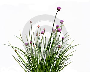Chive flowers and buds and greens isolated on white background