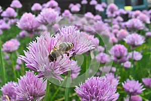 Chive flowers close view with honeybee collecting pollen