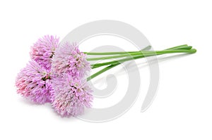 Chive Flowers Isolated on White Background