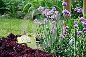 Chive and gardening photo