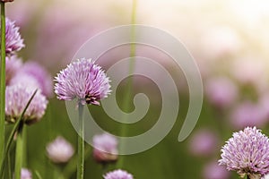 Chive herb blooming in spring time, agriculture field