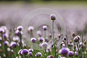 Chive herb blooming in spring time, agriculture field