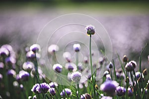 Chive herb blooming in spring time, agriculture field