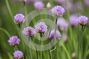 Chive herb blooming in spring time, agriculture field