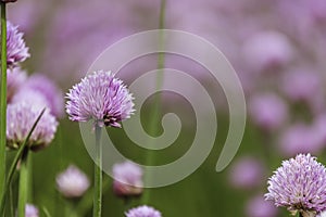 Chive herb blooming in spring time, agriculture field