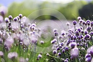 Chive herb blooming in spring time, agriculture field