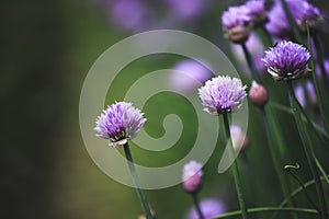 Chive herb blooming in spring time, agriculture field