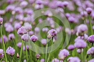 Chive herb blooming in spring time, agriculture field