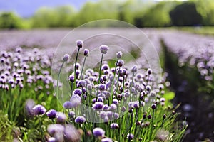 Chive herb blooming in spring time, agriculture field