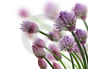 Chive Herb Flowers photo