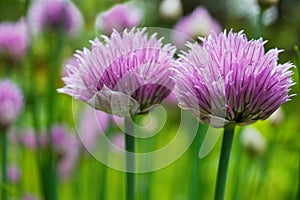 Chive herb flowers photo