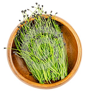 Chive microgreens, shoots of Allium schoenoprasum in a wooden bowl