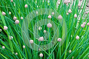 Chive onion photo