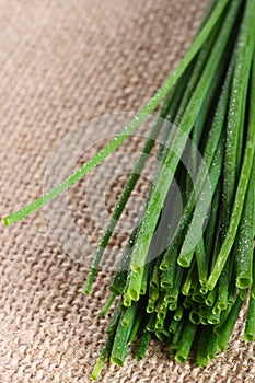 Chive onion on burlap canvas