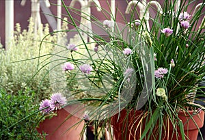 Chive and other herbs