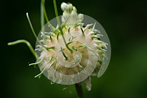 Chive seed pod