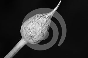 Chive sprout in black and white