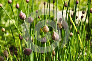 Chives photo