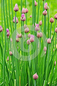 Chives photo