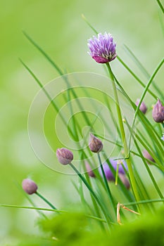 Chives