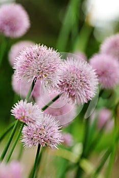 Chives photo