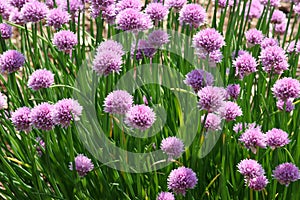 Chives