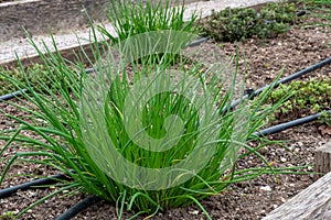 Chives or Allium Schoenoprasum. Chives is an edible herb for use in the kitchen