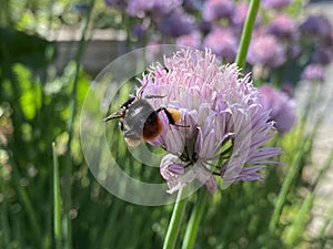 Chives Allium schoenoprasum, Cive, Onion Grass, Schnittlauch. Graslauch, Binsenlauch, Brislauch, Grusenich, Jakobszwiebel photo