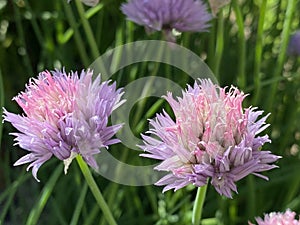 Chives Allium schoenoprasum, Cive, Onion Grass, Schnittlauch. Graslauch, Binsenlauch, Brislauch, Grusenich, Jakobszwiebel photo