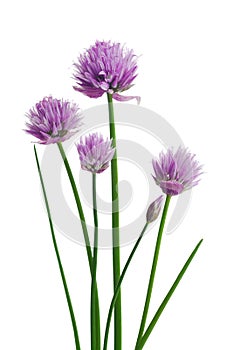 Chives or Allium schoenoprasum isolated on white