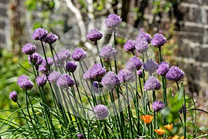 Chives (Allium schoenoprasum photo