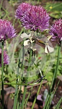 Chives and Arugula Flowers