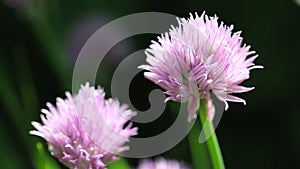 Chives in bloom with purple violet flowers isolated on black.