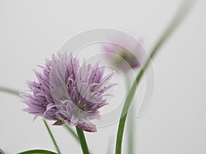 Chives in bloom