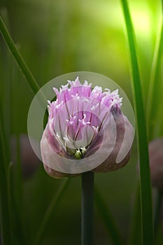 Chives blossom