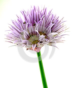 Chives blossom