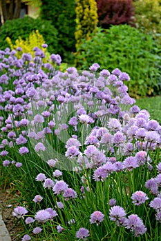 Chives flowering in spring garden