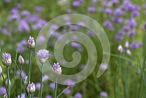 Chives detail