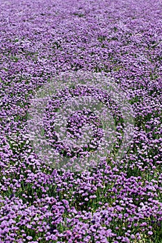 Chives field so beautiful colored purple